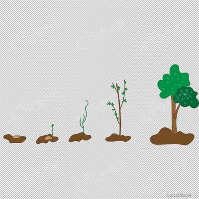 小树成长过程ppt（小树成长过程名称）-图2