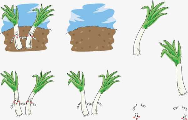 葱的生长过程图片（葱的生长过程图片卡通图片可爱）-图3