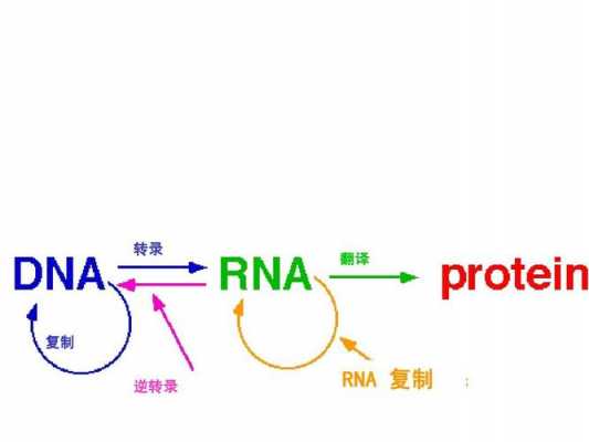 rna转录翻译过程（rna转录翻译过程动画）-图3