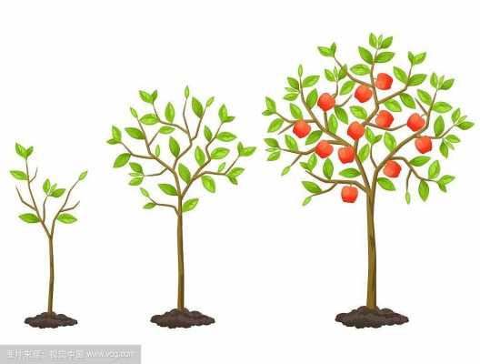 果树成长的过程flash（果树成长过程教材图片）-图1