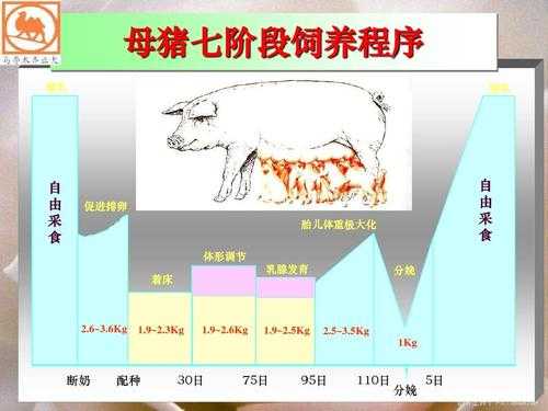母猪变化过程作文（母猪胎儿的生长发育过程）-图1