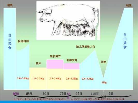母猪变化过程作文（母猪胎儿的生长发育过程）-图3