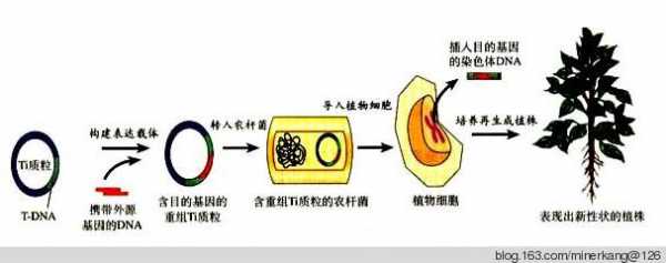 农杆菌侵染植物过程（农杆菌侵染植物细胞的过程）-图2