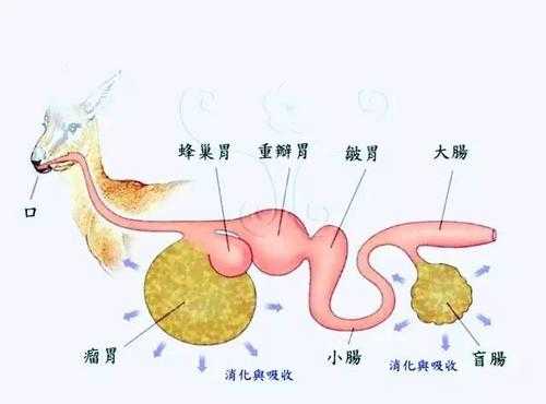 瘤胃内的消化过程（瘤胃内的环境有何特点?）-图2