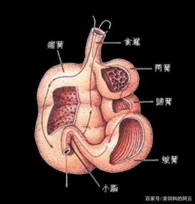 瘤胃内的消化过程（瘤胃内的环境有何特点?）-图3