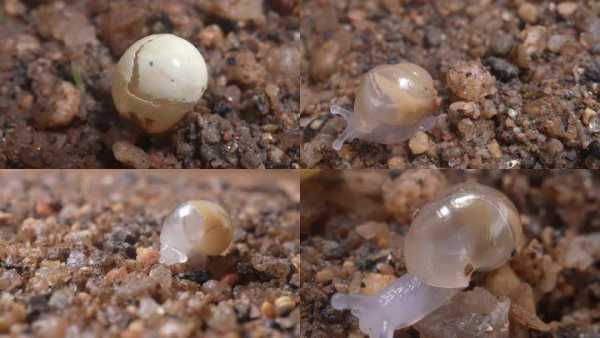 蜗牛的孵化过程视频（蜗牛的孵化过程小视频）-图2