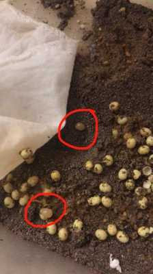 蜗牛的孵化过程视频（蜗牛的孵化过程小视频）-图3