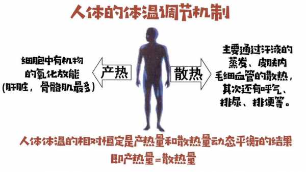 人体散热过程（人体散热过程图解）-图1