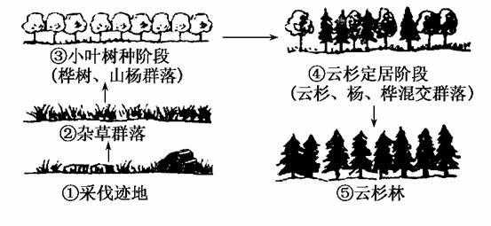 森林群落的演替过程（森林群落演替过程举例）-图3