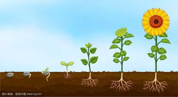 植物生长需要几个过程（植物生长需要几个过程是什么）-图1