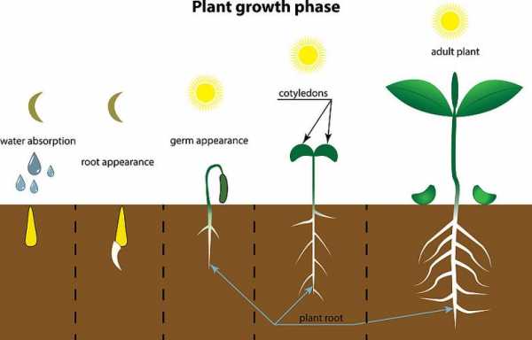 植物生长需要几个过程（植物生长需要几个过程是什么）-图3