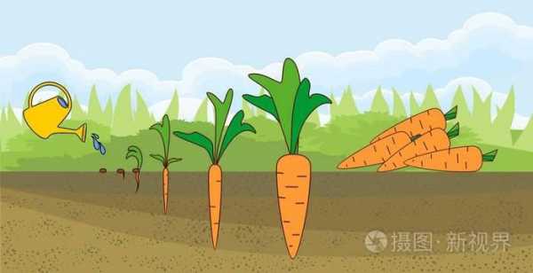 形容萝卜生长的过程（形容萝卜长得好的成语）-图3