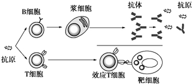 抗原进入人体后过程（抗原进入机体后产生几种结果）-图1