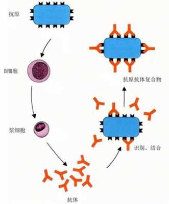 抗原进入人体后过程（抗原进入机体后产生几种结果）-图3