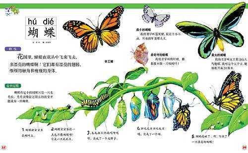 蝴蝶变化的过程卡通（蝴蝶变化过程图画）-图2