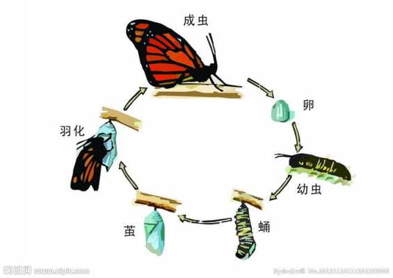 蝴蝶变化的过程卡通（蝴蝶变化过程图画）-图1