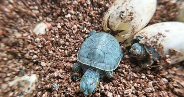 海龟孵化过程视频（小海龟孵化过程）-图3