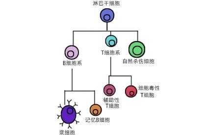 淋巴细胞发育过程（淋巴细胞发育过程中的阴性选择是指）-图1