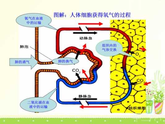 氧气进入细胞过程（氧气进入细胞参与什么作用）-图1