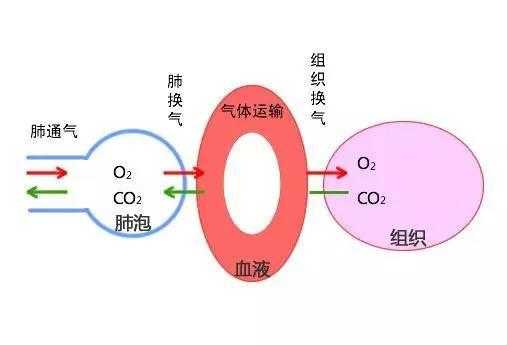 氧气进入细胞过程（氧气进入细胞参与什么作用）-图3