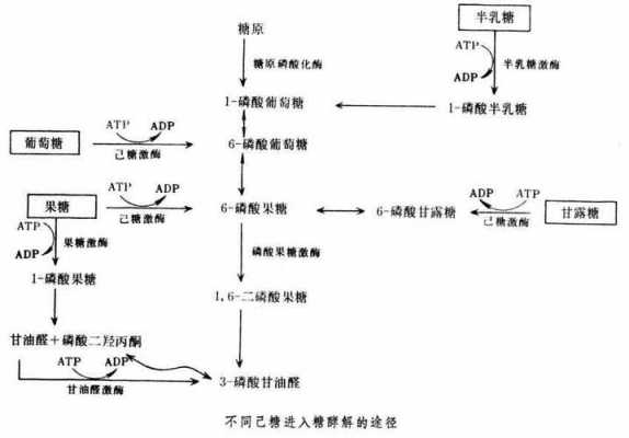 糖酵解过程发生在（糖酵解过程发生在什么部位）-图2