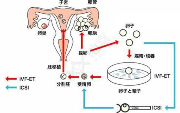 囊胚复苏过程（囊胚复苏成功率高吗）-图2