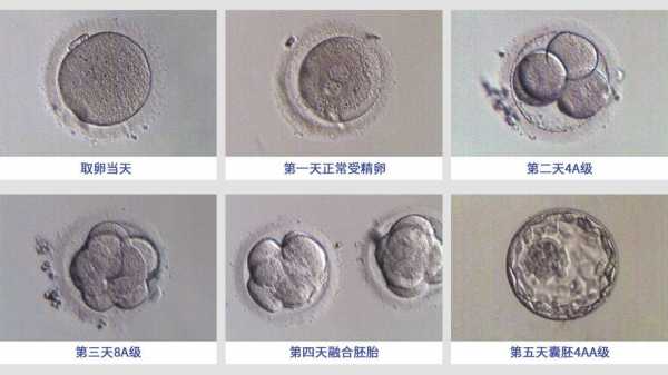 囊胚复苏过程（囊胚复苏成功率高吗）-图1
