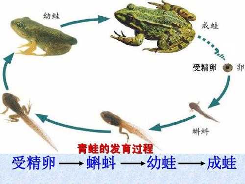 叙述青蛙的发育过程的简单介绍-图1