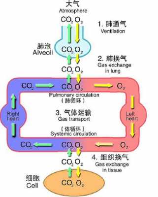 组织换气的过程（肺换气和组织换气的过程）-图3