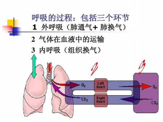 组织换气的过程（肺换气和组织换气的过程）-图2