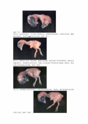 狗狗胚胎发育过程（狗胚胎的发育过程）-图2