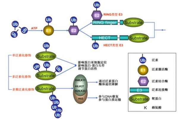 泛素化过程（蛋白质泛素化过程）-图3