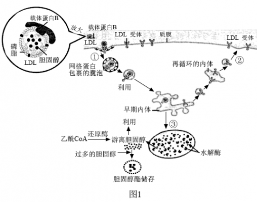LDL转运过程（简述ldl颗粒的转运过程）-图2