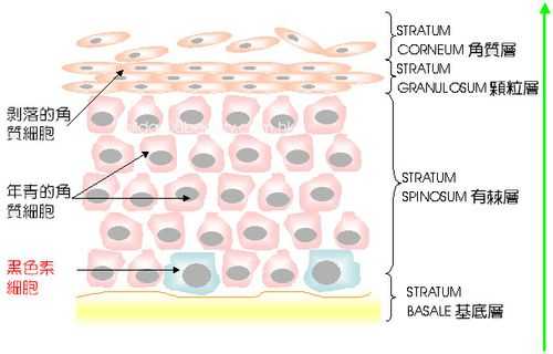 色素积累过程（色素积累会阻碍细胞内物质交流和传递）-图3