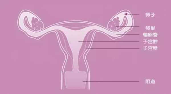 子宫受孕的过程（受孕的最佳子宫环境）-图1