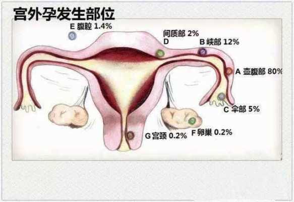 子宫受孕的过程（受孕的最佳子宫环境）-图2