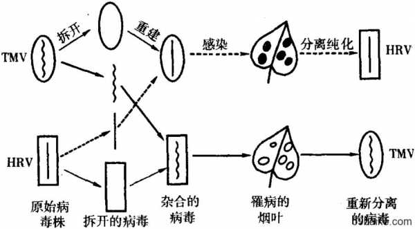 病毒重建实验的过程（病毒重组法是什么意思）-图1