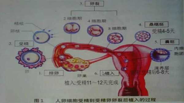 双卵受孕过程图片（双卵妊娠是什么意思）-图3