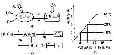 光反应过程和场所（光反应的场所和条件）-图2