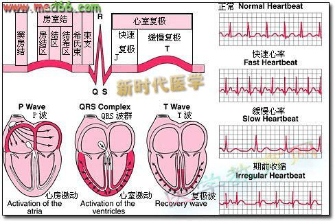 正常心室复极过程（心室复极是心室舒张吗）-图1