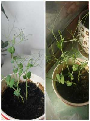 豌豆成长过程图解（豌豆的成长历程）-图3
