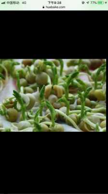 豌豆成长过程图解（豌豆的成长历程）-图2