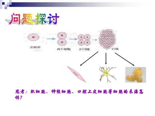 在细胞分化的过程（在细胞分化的过程中一般不会发生的变化是）-图2