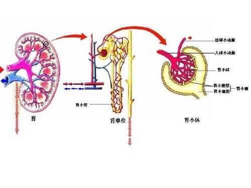 肾滤动画过程（肾滤过血液的结构）-图1