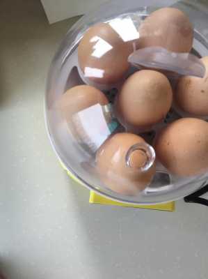 鸡蛋孵小鸡实验过程（鸡蛋孵化实验）-图1