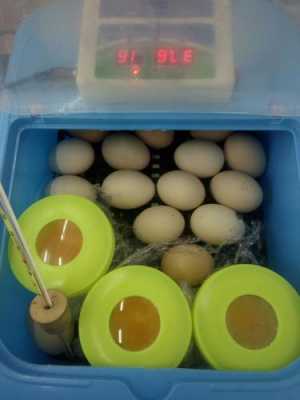 鸡蛋孵小鸡实验过程（鸡蛋孵化实验）-图3