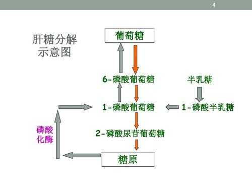 肝糖原水解过程（肝糖原分解的生理意义）-图2