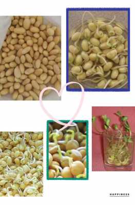 黄豆生长的过程照片（黄豆生长过程图片大全 记录七天）-图1