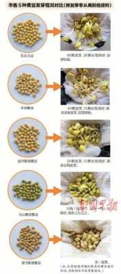 黄豆生长的过程照片（黄豆生长过程图片大全 记录七天）-图2