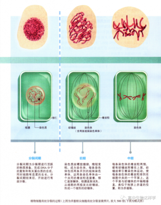 细胞中板过程（细胞板形成过程）-图3